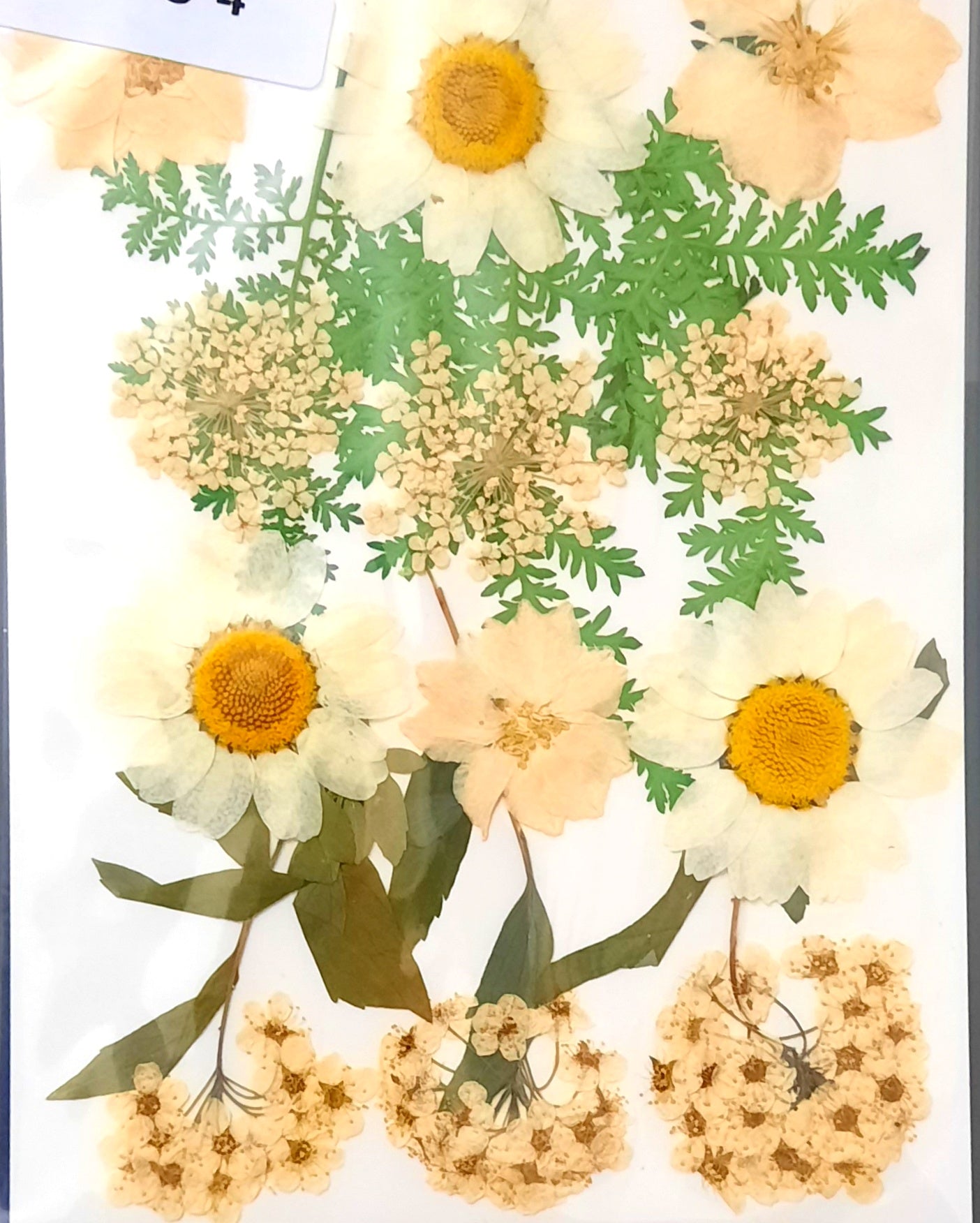White pressed daisies