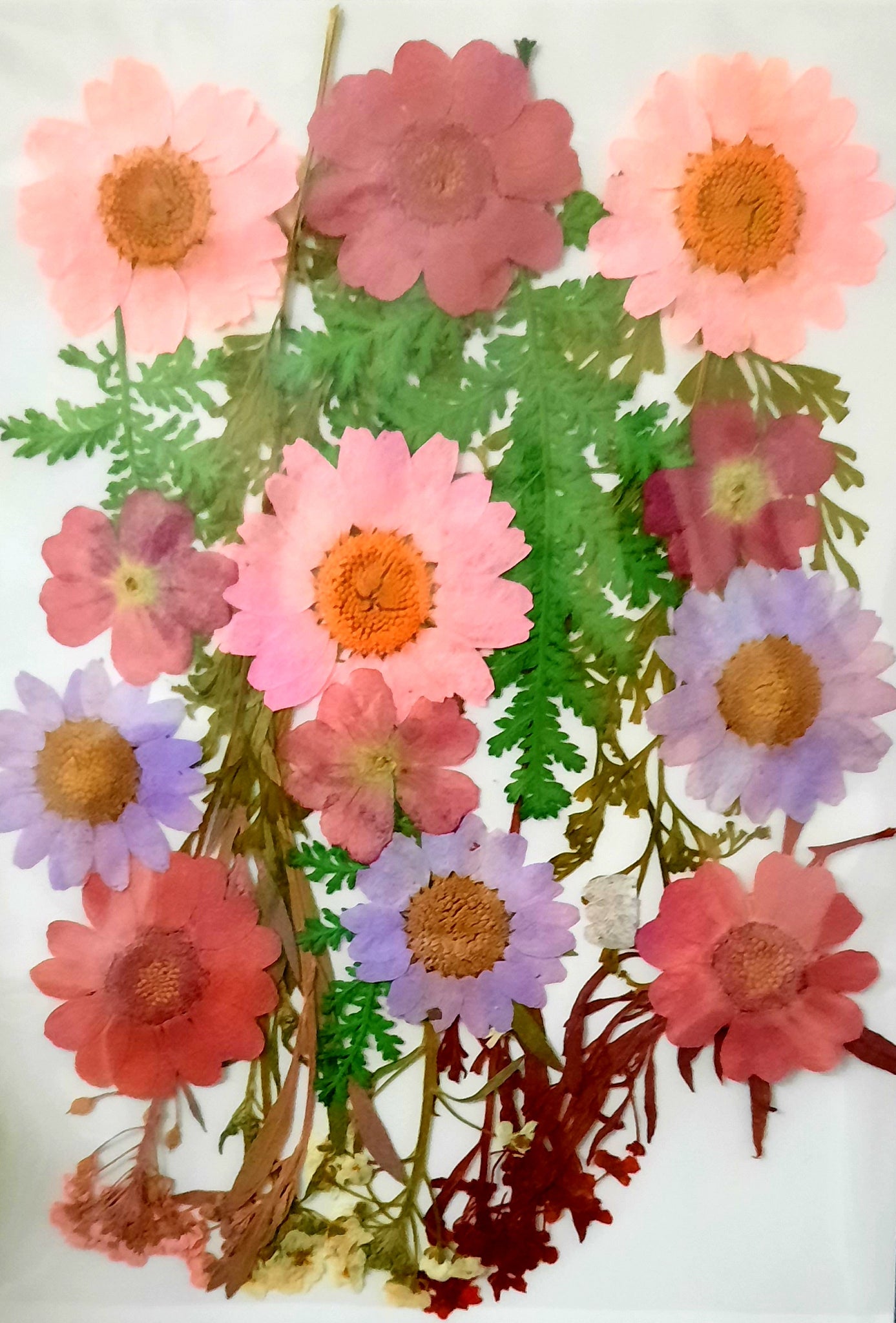 Mixed pressed flowers