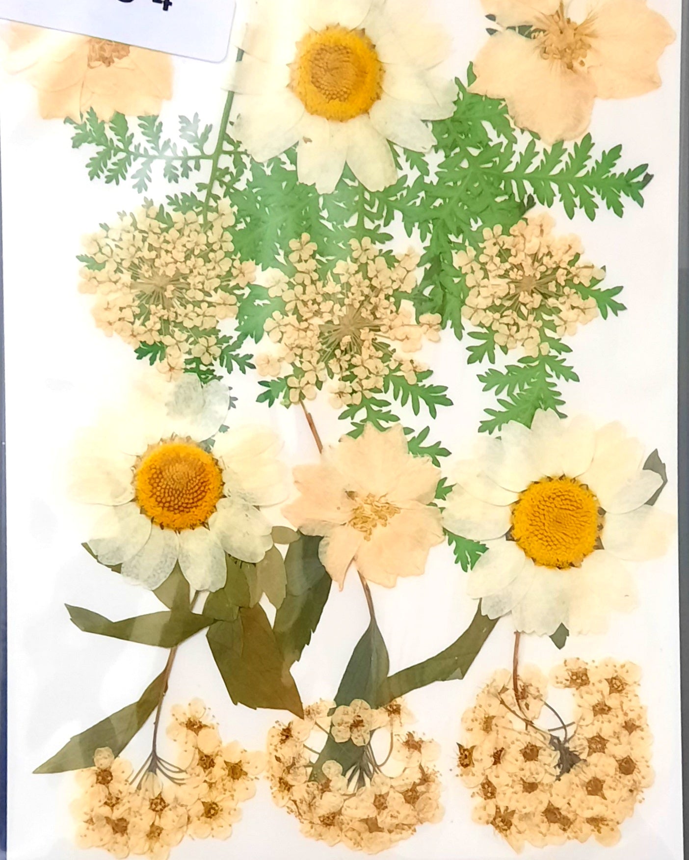 White Mixed dry Pressed Flowers 65-4,Dried Natural Flowers For Resin C –  Khushi Handicrafts